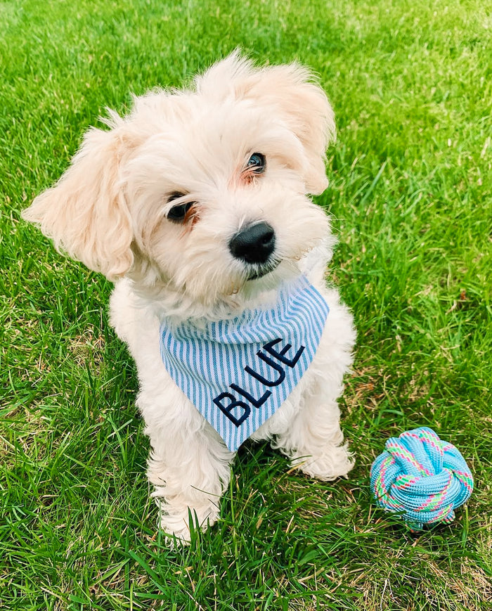 Baby Blue Dog Bandana