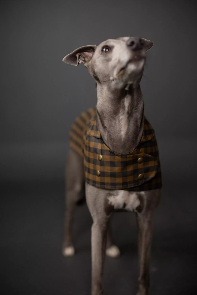 Dog wearing a plaid coat against a dark background