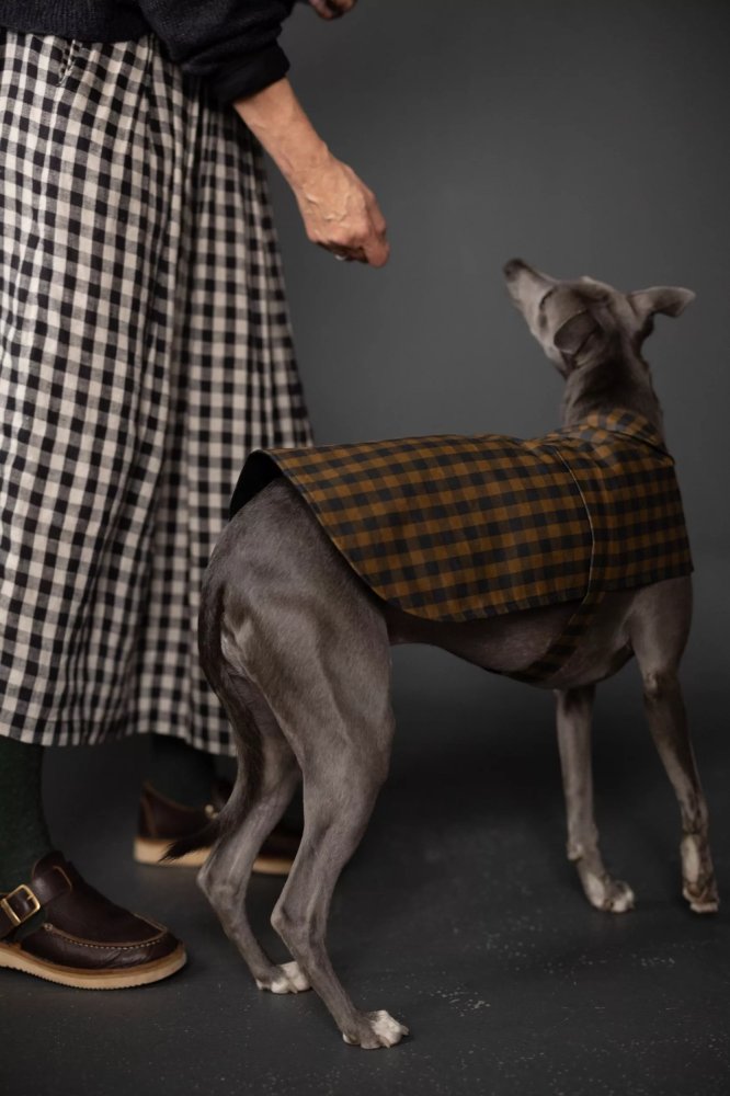 Dog wearing a plaid coat with a person in a checkered dress in the background