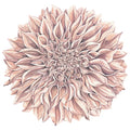 Dahlia Placemat Set