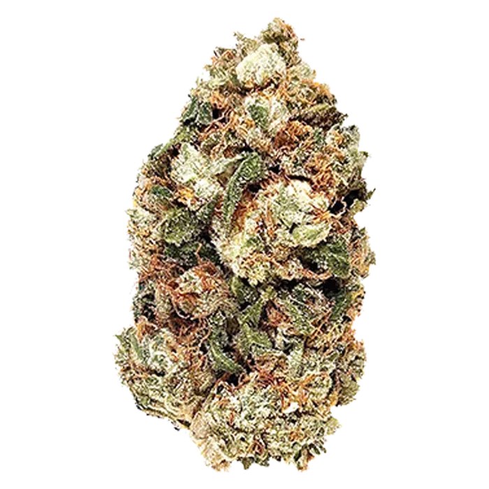 Close-up of a single Frosted Gumbo bud showing dense green and orange trichome-covered flowers against a white background.