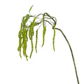 Hanging Amaranthus Spray