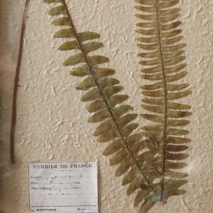 Pressed Botanicals Boston Fern Wall Decor - Primitive Star Quilt Shop