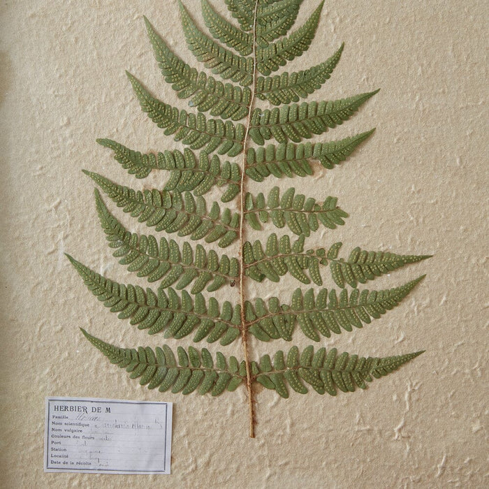 Pressed Botanicals Lady Fern Wall Decor - Primitive Star Quilt Shop