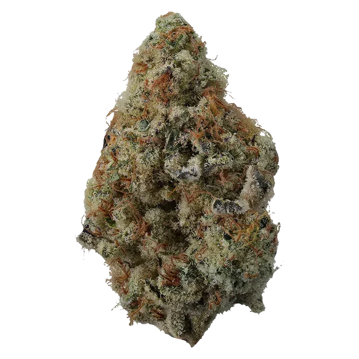 Close-up of a single dense bud of Spritzer showing frosty trichomes and orange hairs against a plain white background