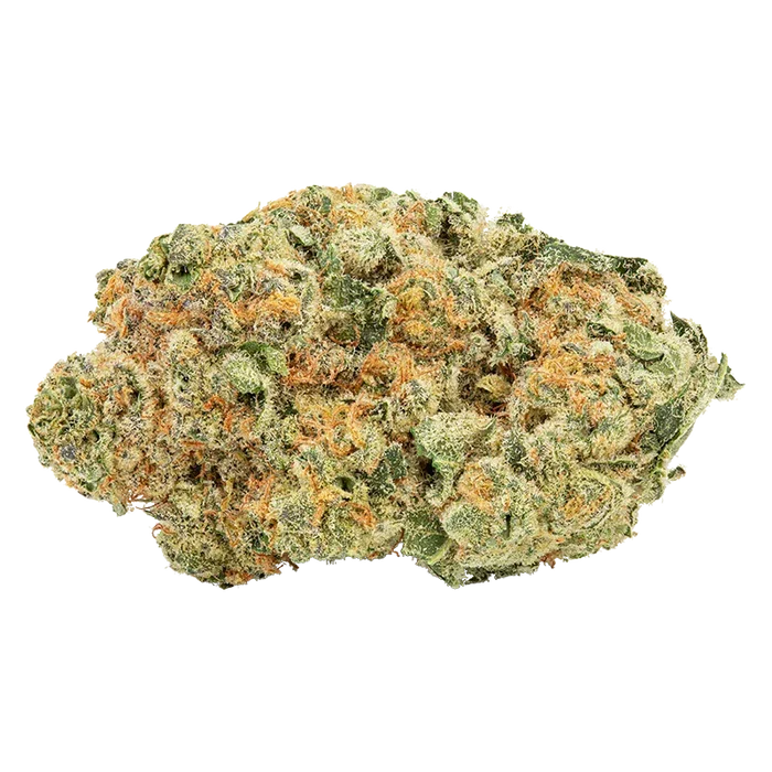 Close-up of a single dense "Tropicanna Tangie" bud showing frosty trichomes and bright orange hairs on green leaves against a white background